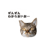 がんちゃんもみちゃんスタンプ（個別スタンプ：11）