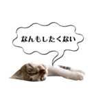 がんちゃんもみちゃんスタンプ（個別スタンプ：12）