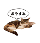 がんちゃんもみちゃんスタンプ（個別スタンプ：16）