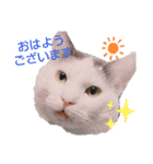 ぼく、うめこ。（個別スタンプ：1）