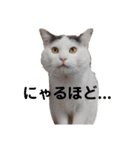 ぼく、うめこ。（個別スタンプ：3）