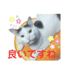 ぼく、うめこ。（個別スタンプ：5）