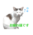 ぼく、うめこ。（個別スタンプ：6）
