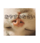 ぼく、うめこ。（個別スタンプ：7）