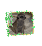 ミーアキャットの春ちゃんと仲間達（個別スタンプ：4）