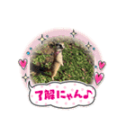 ミーアキャットの春ちゃんと仲間達（個別スタンプ：5）