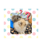 ミーアキャットの春ちゃんと仲間達（個別スタンプ：12）