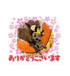 ミーアキャットの春ちゃんと仲間達（個別スタンプ：14）
