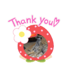 ミーアキャットの春ちゃんと仲間達（個別スタンプ：15）