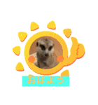 ミーアキャットの春ちゃんと仲間達（個別スタンプ：17）
