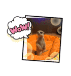 ミーアキャットの春ちゃんと仲間達（個別スタンプ：19）