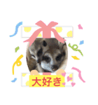 ミーアキャットの春ちゃんと仲間達（個別スタンプ：22）