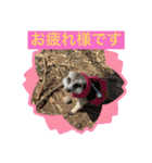 ミーアキャットの春ちゃんと仲間達（個別スタンプ：28）