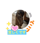 ミーアキャットの春ちゃんと仲間達（個別スタンプ：29）