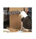 猫スタ！可愛い猫スタンプ！第2弾（個別スタンプ：5）