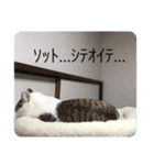 猫スタ！可愛い猫スタンプ！第2弾（個別スタンプ：11）