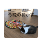 猫スタ！可愛い猫スタンプ！第2弾（個別スタンプ：15）