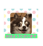 ロングコートチワワのもぐ太（個別スタンプ：1）