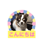 ロングコートチワワのもぐ太（個別スタンプ：2）