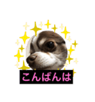 ロングコートチワワのもぐ太（個別スタンプ：3）