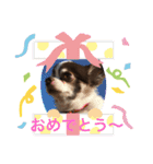 ロングコートチワワのもぐ太（個別スタンプ：20）