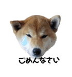 柴犬まるシリーズ 日常会話編（個別スタンプ：2）