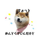 柴犬まるシリーズ 日常会話編（個別スタンプ：3）