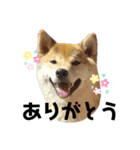 柴犬まるシリーズ 日常会話編（個別スタンプ：4）
