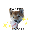 柴犬まるシリーズ 日常会話編（個別スタンプ：5）