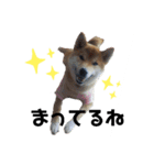 柴犬まるシリーズ 日常会話編（個別スタンプ：6）