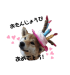 柴犬まるシリーズ 日常会話編（個別スタンプ：7）
