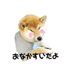 柴犬まるシリーズ 日常会話編（個別スタンプ：8）