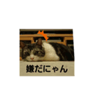 マンチカンのくうチャン（個別スタンプ：4）