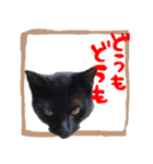 黒猫ココの正方形スタンプ（個別スタンプ：2）