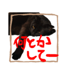黒猫ココの正方形スタンプ（個別スタンプ：8）