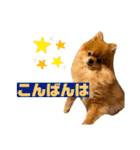ぽんちゃんのスタンプ♡Ⅱ（個別スタンプ：9）