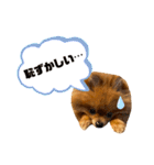 ぽんちゃんのスタンプⅡ（個別スタンプ：3）