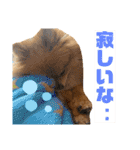 ぽんちゃんのスタンプⅡ（個別スタンプ：7）