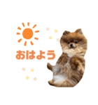 ぽんちゃんのスタンプⅡ（個別スタンプ：8）