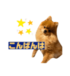 ぽんちゃんのスタンプⅡ（個別スタンプ：9）