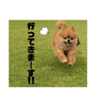 ぽんちゃんのスタンプⅡ（個別スタンプ：10）