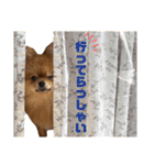 ぽんちゃんのスタンプⅡ（個別スタンプ：11）