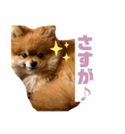ぽんちゃんのスタンプⅡ（個別スタンプ：12）