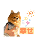 ぽんちゃんのスタンプⅡ（個別スタンプ：18）