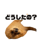 ぽんちゃんのスタンプⅡ（個別スタンプ：23）