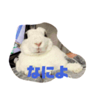 メロンさん2（個別スタンプ：1）