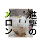 メロンさん2（個別スタンプ：18）