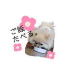ポメラニアンおむぎ2（個別スタンプ：2）