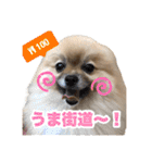 ポメラニアンおむぎ2（個別スタンプ：3）