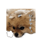 ポメラニアンおむぎ2（個別スタンプ：5）
